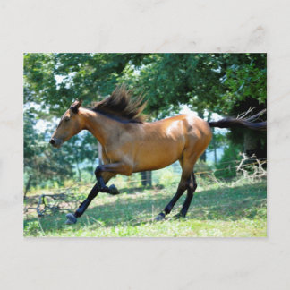Buckskin Morgan Horse Briefkaart