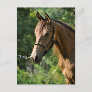 Buckskin Morgan Horse Briefkaart