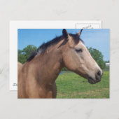 Buckskin Mustang Briefkaart (Voorkant / Achterkant)