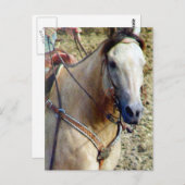 Buckskin Rodeo Horse Briefkaart (Voorkant / Achterkant)