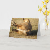 Buckskin Roll, vrienden Kaart (Gele Bloem)