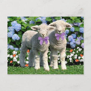 "Bucky & Mick"-postkaart Briefkaart