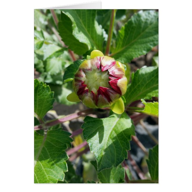 bud in herfst (Voorkant)