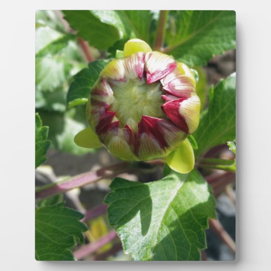 bud in herfst fotoplaat (Voorkant)