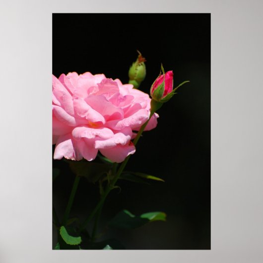 Bud van een roos poster (Voorkant)
