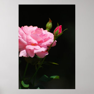 Bud van een roos poster