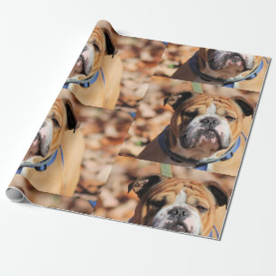 Buddt Bulldog Cadeaupapier