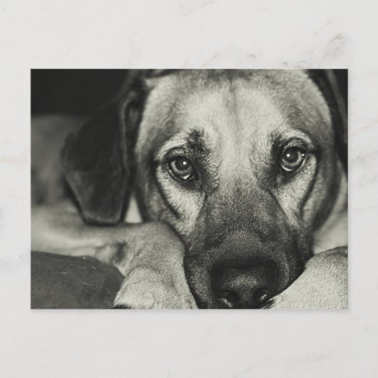 Buddy Briefkaart (Voorkant)