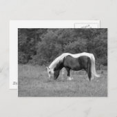 Buddy, s briefkaart (Voorkant / Achterkant)