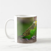 Budgerigar Koffiemok (Links)