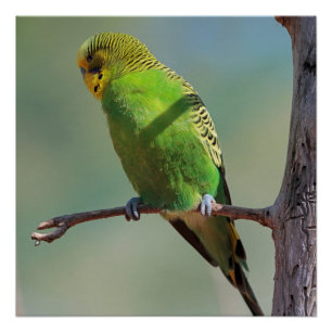 Budgie_2015_0102 Perfect Poster