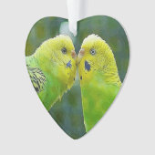Budgie_2015_0604 (devant)