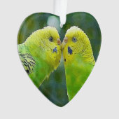 Budgie_2015_0604 (devant)