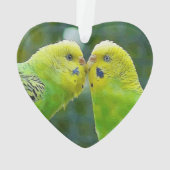 Budgie_2015_0604 (dos)