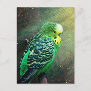 Budgie Bird Briefkaart