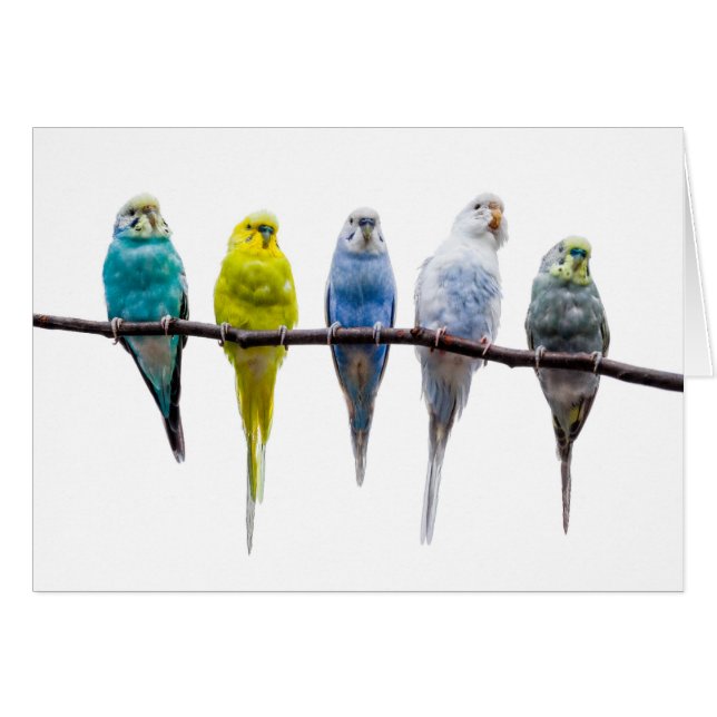 Budgie Birds (Voorkant Horizontaal)