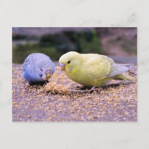 Budgie Briefkaart