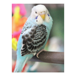 Budgie Foto Afdruk