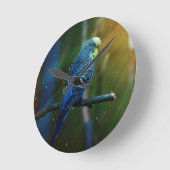 Budgie Ronde Klok (Hoek)
