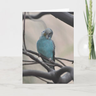 Budgie vraagt zich af over jou - Frameable Art Kaa Kaart