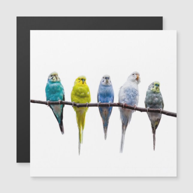 Budgies (Voorkant / Achterkant)