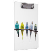 Budgies Klembord (Rechts)