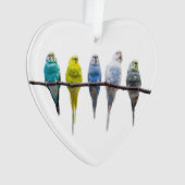 Budgies Ornament (voorkant)