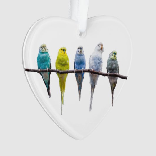 Budgies Ornament (voorkant)