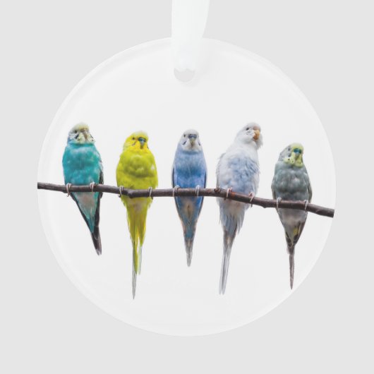 Budgies Ornament (voorkant)