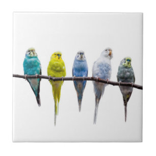 Budgies Tegeltje