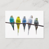 Budgies Visitekaartje (Voorkant)