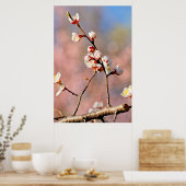 Buds van Japanse abrikozenbloemen Poster (Keuken)