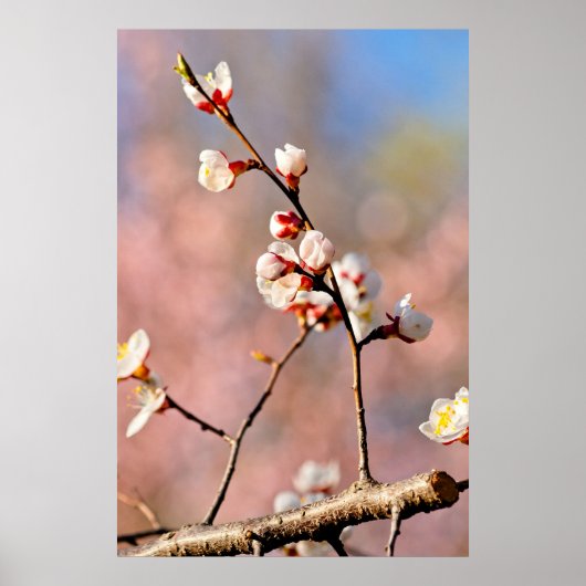Buds van Japanse abrikozenbloemen Poster (Voorkant)