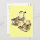 Buff African Goose Family Briefkaart (Voorkant / Achterkant)