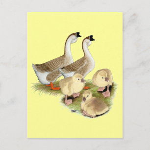 Buff African Goose Family Briefkaart