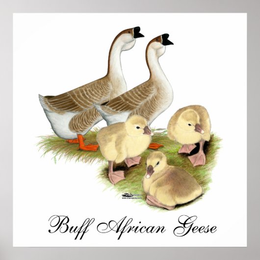 Buff African Goose Family Poster (Voorkant)