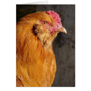 Buff Ameraucana Rooster Toutes les occasions