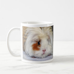 Buff and White, Lunkarya Guinee Pig Face Closeup Koffiemok