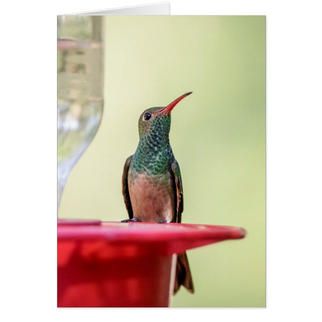 Buff-bellied hummingbird in Texas (Voorkant)