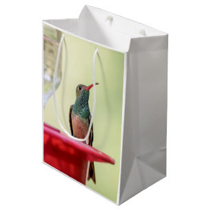 Buff-bellied hummingbird in Texas Medium Cadeauzakje