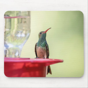 Buff-bellied hummingbird in Texas Muismat