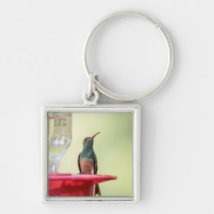 Buff-bellied hummingbird in Texas Sleutelhanger