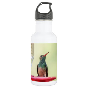 Buff-bellied hummingbird in Texas Waterfles