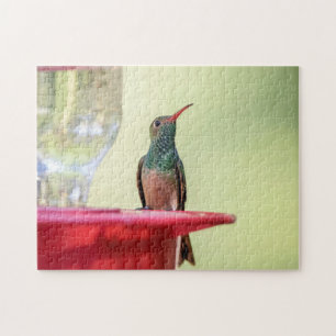 Buff-bellied kolibrie in Texas Legpuzzel