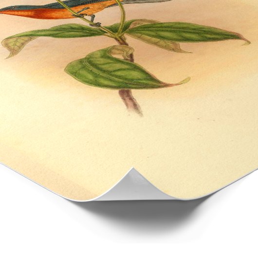 Buff Bellied Red Fantail Flycatcher Bird Print (Hoek)