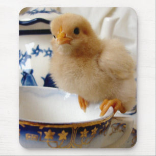 Buff Chick in Tea Muismat