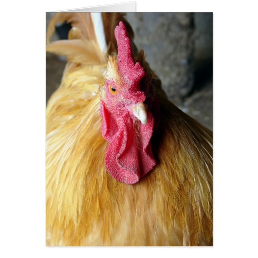 Buff Orpington (Devant)
