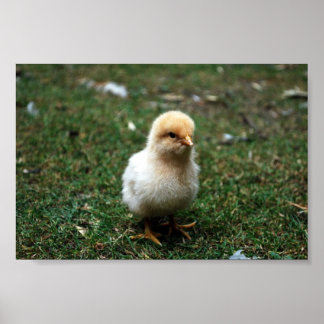 Buff Orpington Chick Poster