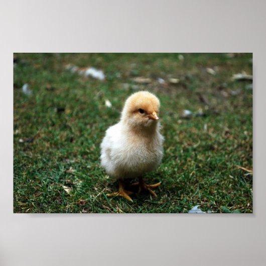 Buff Orpington Chick Poster (Voorkant)