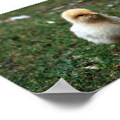 Buff Orpington Chick Poster (Hoek)